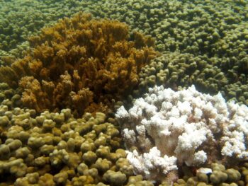 New Technique Could Facilitate Rapid Cryopreservation of All Coral Species