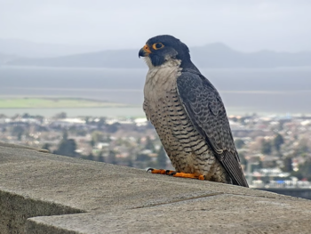 It's Archie! Contest ends to name UC Berkeley's new male peregrine falcon